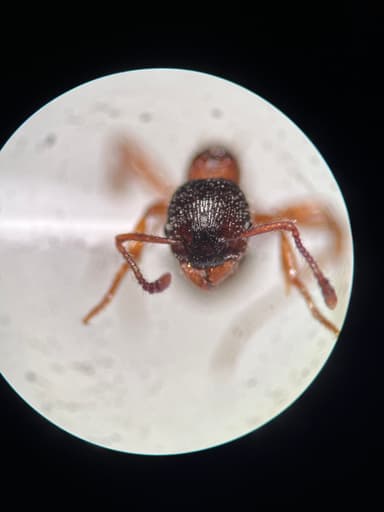 Myrmica schencki photo 46