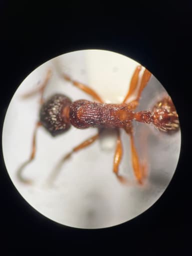 Myrmica schencki photo 47