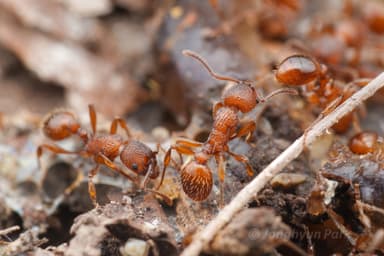 Myrmica schencki — colony photo 48
