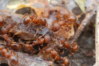Myrmica schencki — colony photo 49