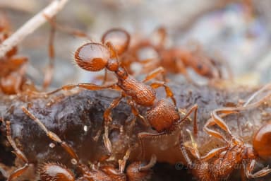 Myrmica schencki — colony photo 51