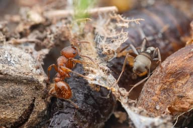 Myrmica schencki — colony photo 53