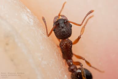Myrmica schencki photo 54