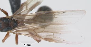 Myrmica schencki — queen photo 1