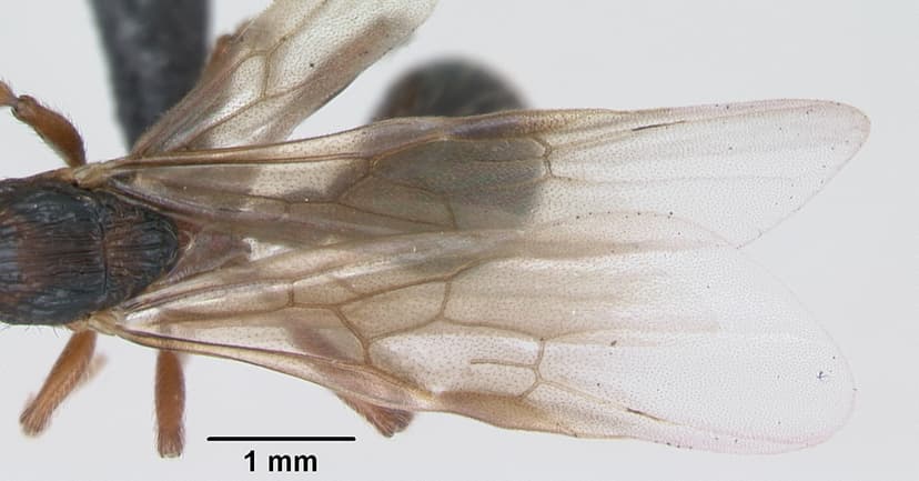 Myrmica schencki photo 1