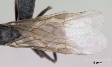 Myrmica schencki — queen photo 3