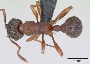 Myrmica schencki — queen photo 5