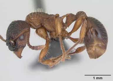 Myrmica schencki — queen photo 6