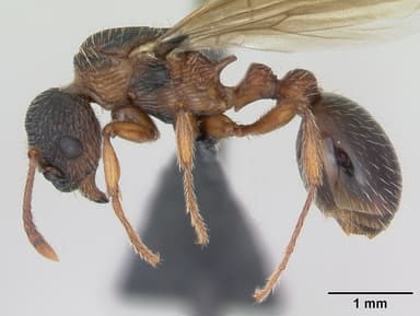 Myrmica schencki — queen photo 7