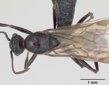 Myrmica schencki — queen photo 10