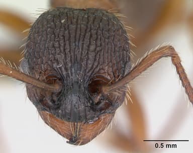 Myrmica schencki — queen photo 11