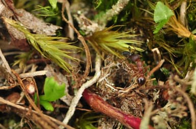 Myrmica schencki photo 13