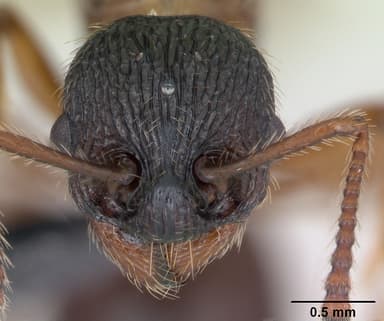 Myrmica schencki — queen photo 14