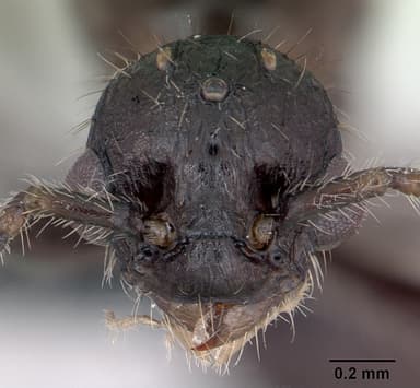 Myrmica schencki — queen photo 15