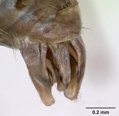 Myrmica schencki — queen photo 16