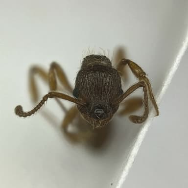 Myrmica specioides — worker photo 17