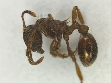 Myrmica specioides — worker photo 18