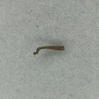 Myrmica specioides — worker photo 21