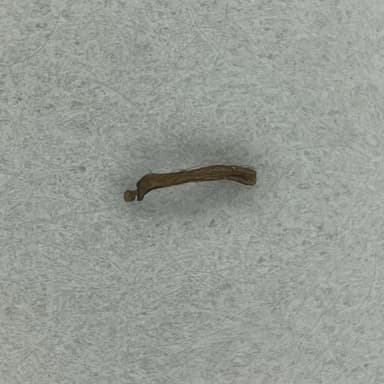 Myrmica specioides — worker photo 23