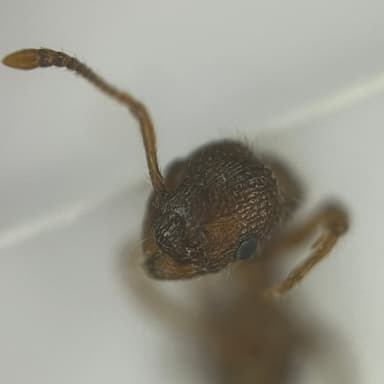 Myrmica specioides — worker photo 24