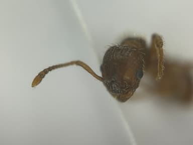 Myrmica specioides — worker photo 25
