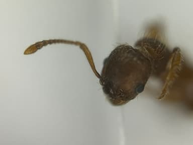 Myrmica specioides — worker photo 26