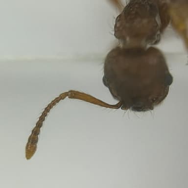 Myrmica specioides — worker photo 27
