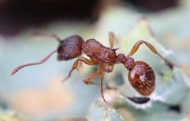 Myrmica specioides photo 28