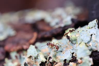 Myrmica specioides photo 30