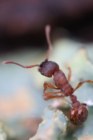 Myrmica specioides photo 32
