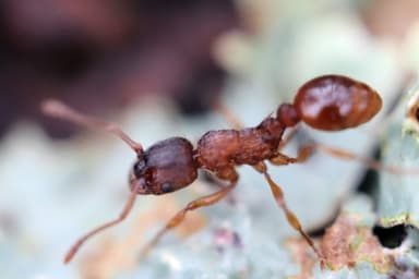 Myrmica specioides photo 37