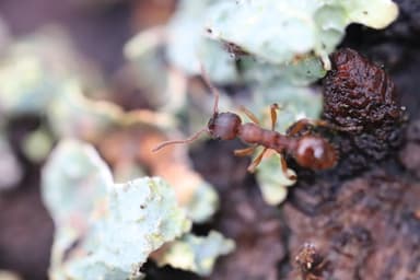 Myrmica specioides photo 38