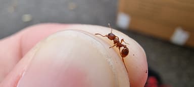 Myrmica specioides photo 42