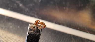 Myrmica specioides photo 44