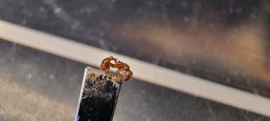 Myrmica specioides photo 45