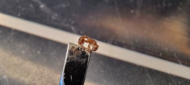 Myrmica specioides photo 46
