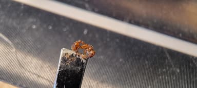 Myrmica specioides photo 47