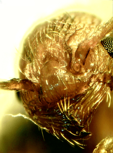 Myrmica specioides photo 49