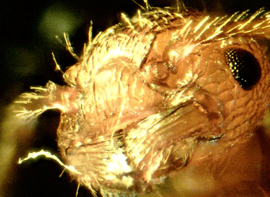 Myrmica specioides photo 50