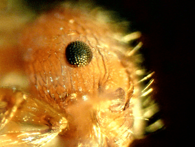 Myrmica specioides photo 53