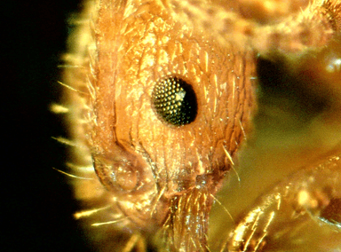 Myrmica specioides photo 54
