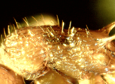 Myrmica specioides photo 56