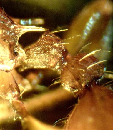 Myrmica specioides photo 57