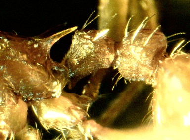 Myrmica specioides photo 58