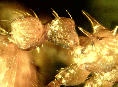 Myrmica specioides photo 61