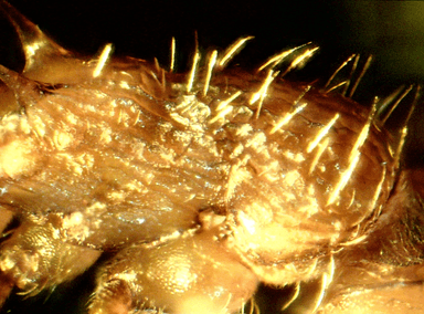 Myrmica specioides photo 62
