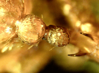 Myrmica specioides photo 63