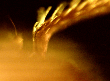 Myrmica specioides photo 68