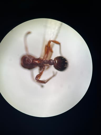 Myrmica specioides photo 73