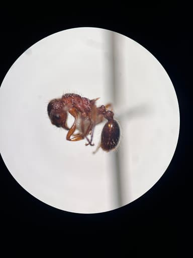 Myrmica specioides photo 74